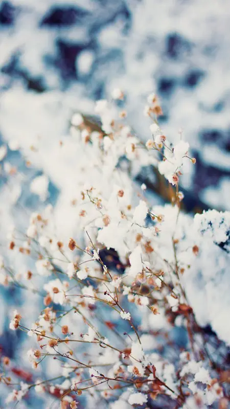 雪中被雪覆盖的花朵