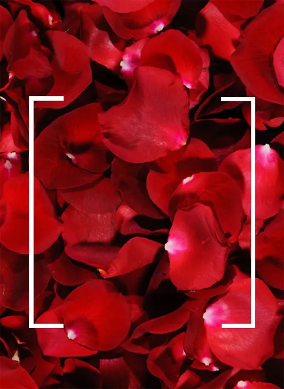 三八节玫瑰花瓣商品海报背景