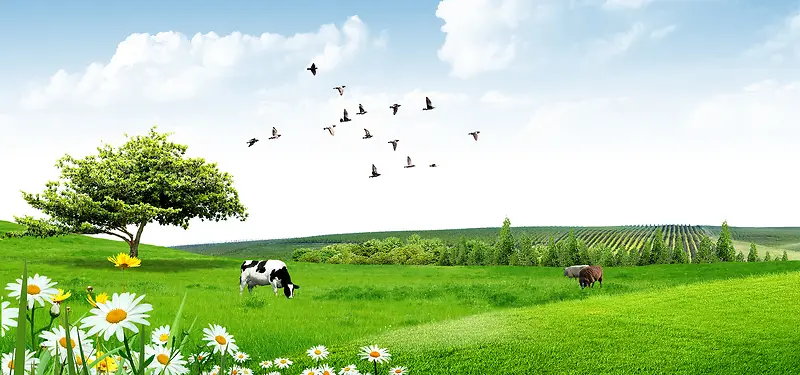 蓝天草地牧场奶牛
