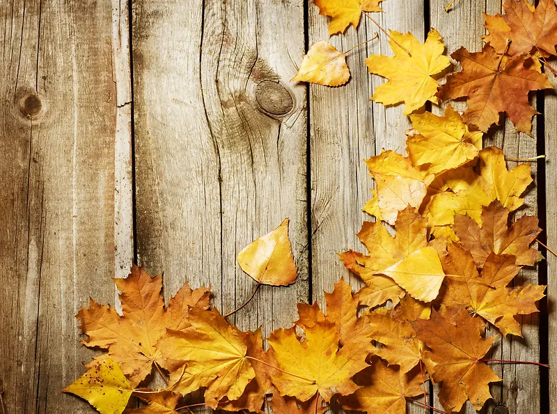 秋叶墙背景素材