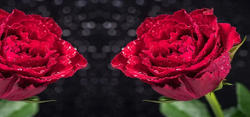 黑色背景前的两枝红玫瑰花背景