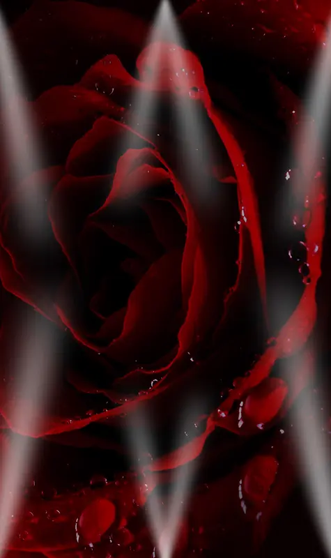 暗色系红色玫瑰背景素材