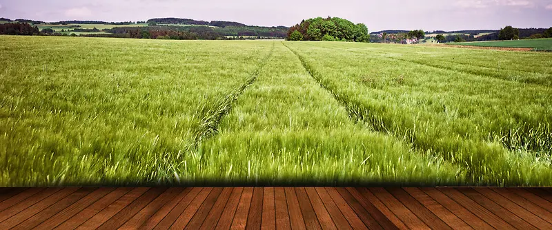 绿色草原木板背景