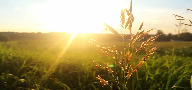 夕阳下小麦背景