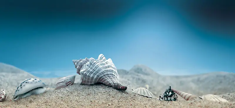 海洋贝壳背景装饰