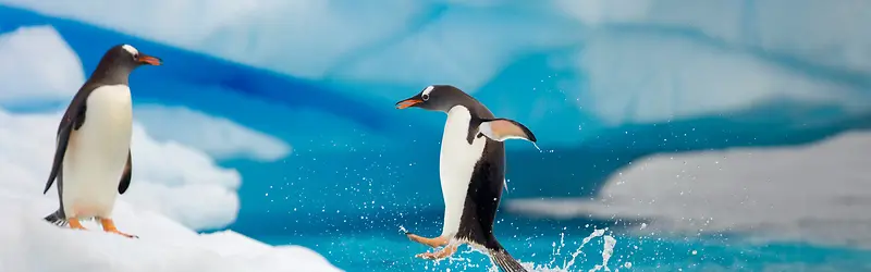可爱企鹅玩水背景