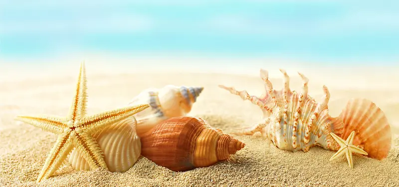 沙滩贝壳背景装饰