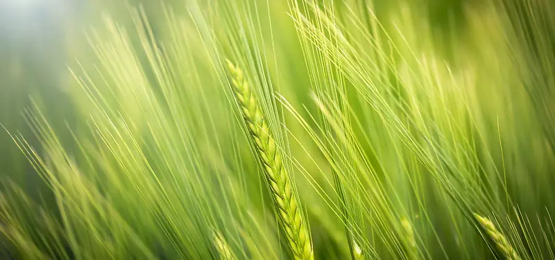 绿色麦子背景图