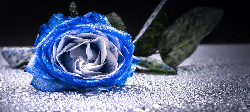 蓝色妖姬玫瑰花背景