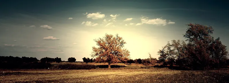 朦胧的树 