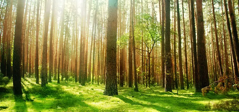 树林背景素材图片