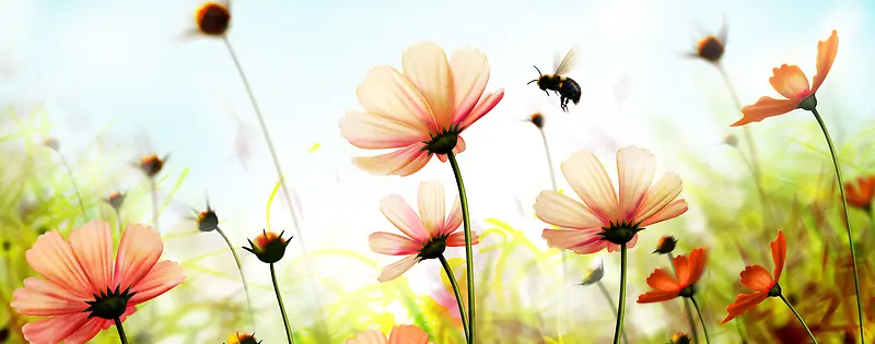蜜蜂花朵背景图