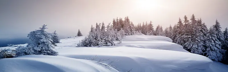 松树雪山冷感背景