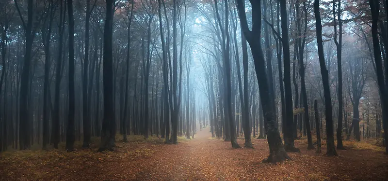 大雾中的树林背景
