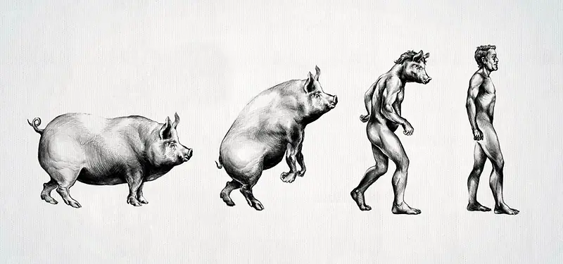 猪进化成人