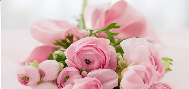 粉色漂亮的粉色玫瑰图片
