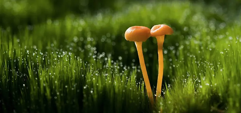 原始森林野生菌菇背景