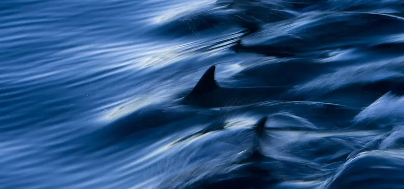 质感海洋海豚游行背景