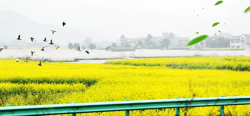 油菜花大雁绿叶公路景色大气背景