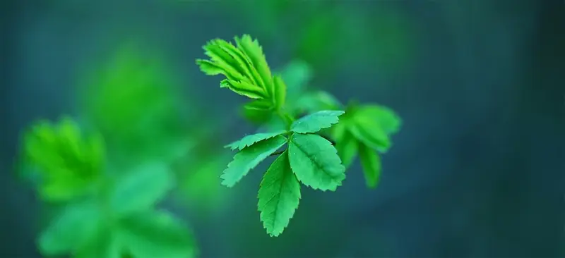 薄荷叶