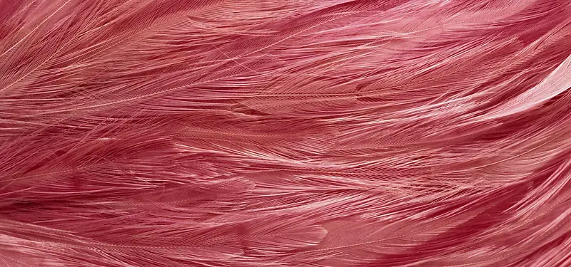 鸟类羽毛纹理红色背花纹