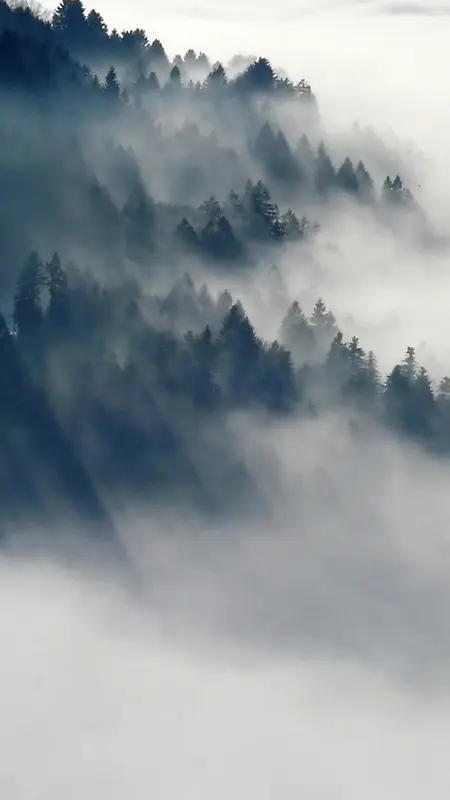 中国风森林风景手机端H5背景