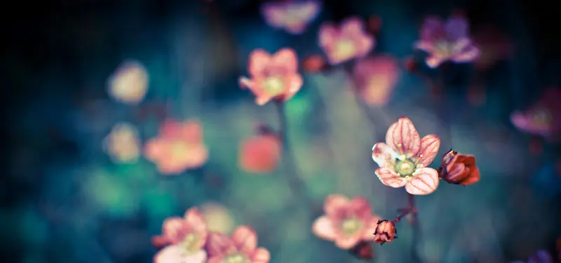 日系文艺深色花朵背景