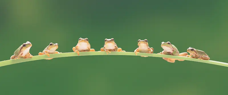 草叶上的一排青蛙