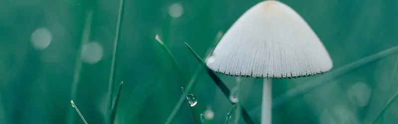 菌类蘑菇摄影背景