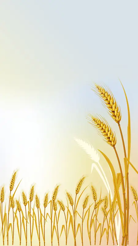 金色生长的麦子H5背景