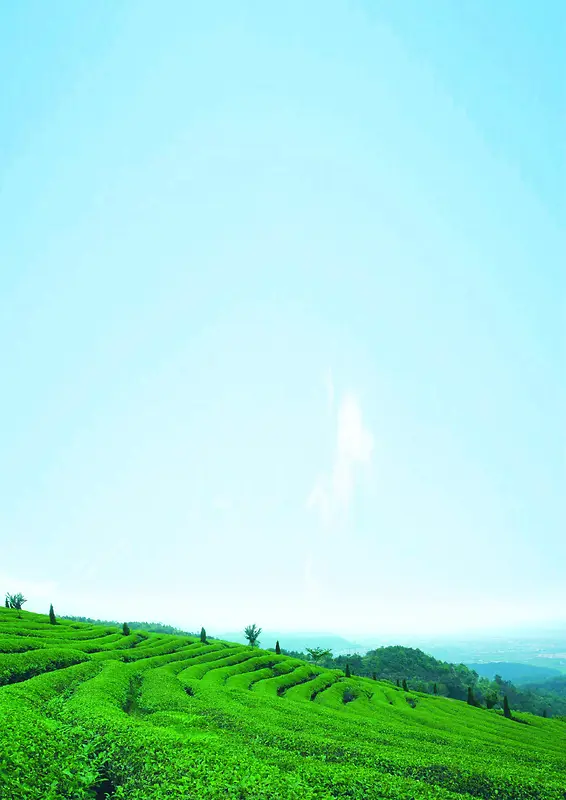 茶山背景