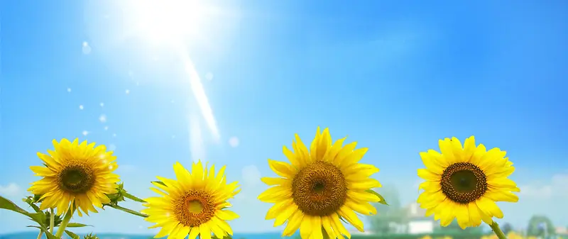 蓝天向日葵背景