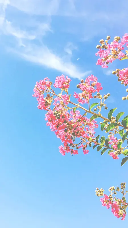 蓝天白云花朵手机端H5背景