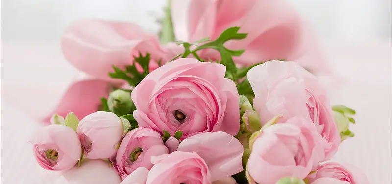 粉色漂亮的粉色玫瑰图片