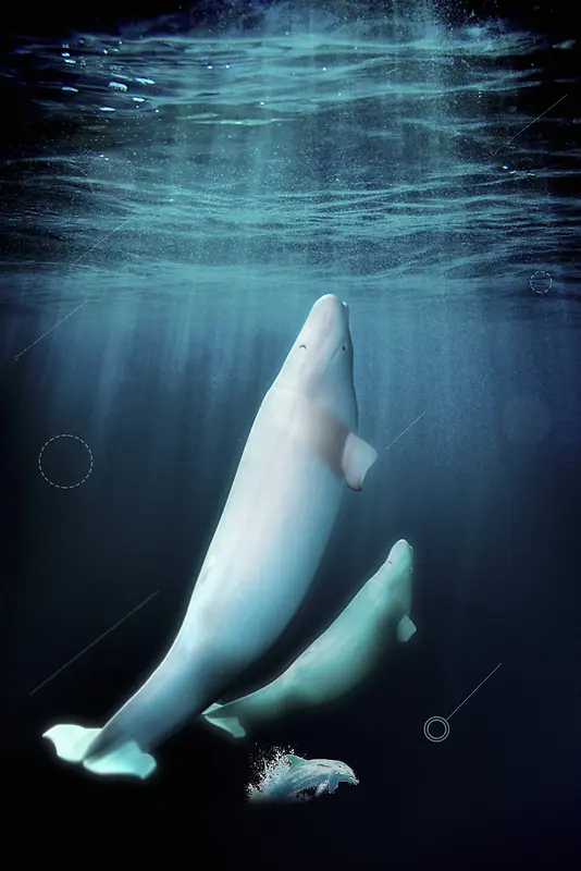 白鲸宣传海报背景
