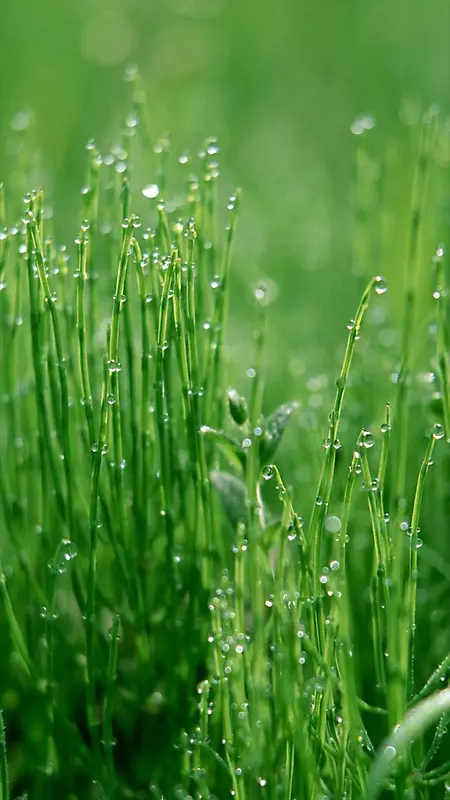 清新水珠草地H5背景