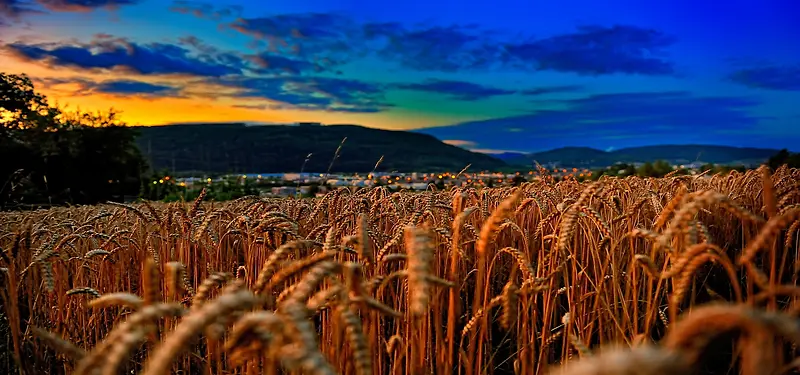 夜幕下的麦子