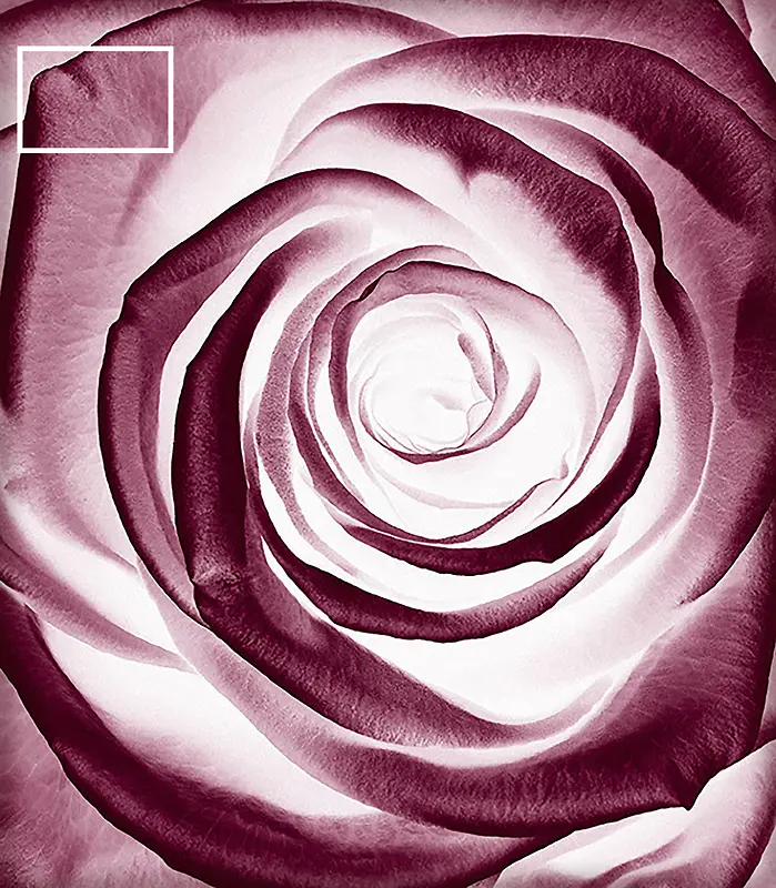 紫色玫瑰沐浴露洗发露通用背景