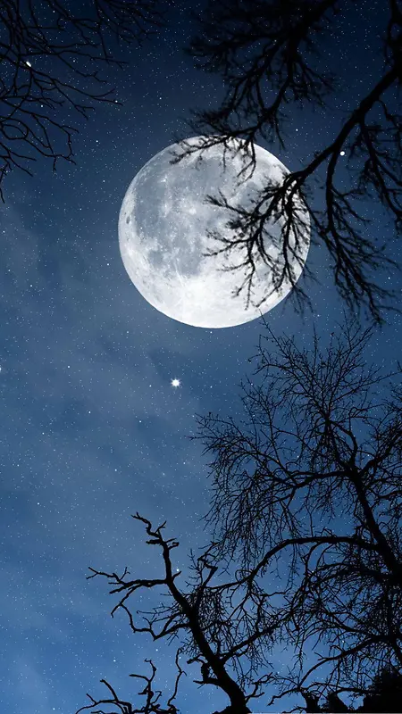 月光下的树影H5背景