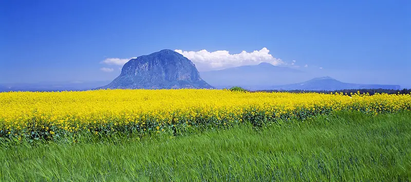 油菜花田背景