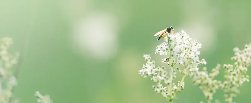 摄影绿色大自然白色小花上的蜜蜂