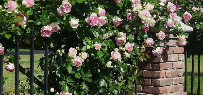 围墙上的玫瑰花