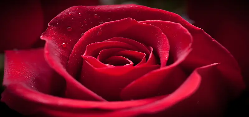 小水滴的红玫瑰背景