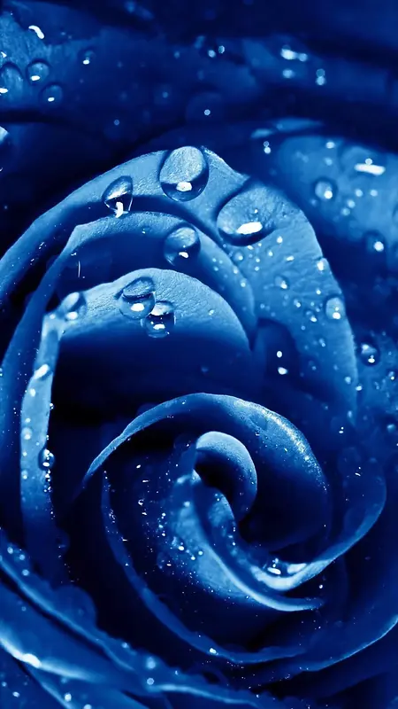 创意蓝色水珠花卉H5背景