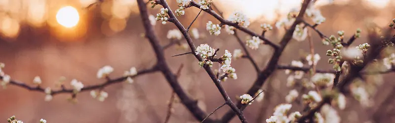 摄影梨树花朵背景