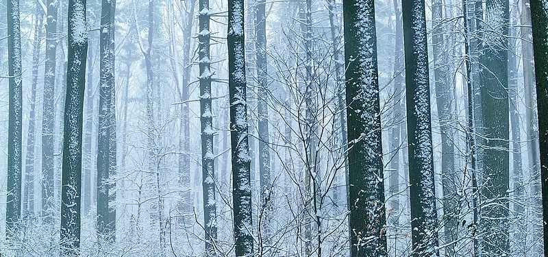 雪中的森林背景