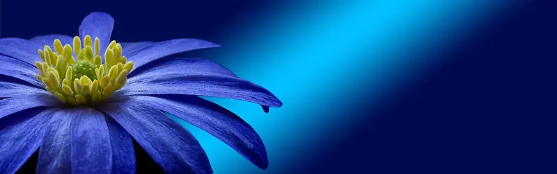 蓝花盛开