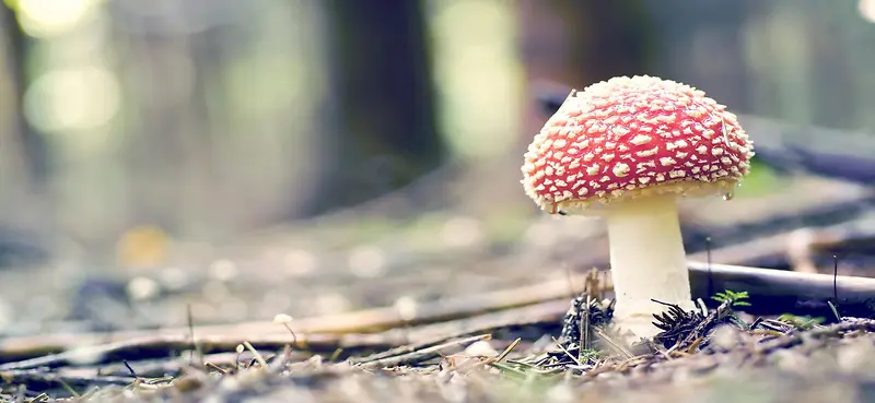 红色蘑菇摄影背景