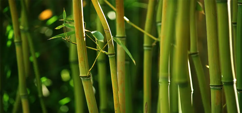翠绿的竹子背景