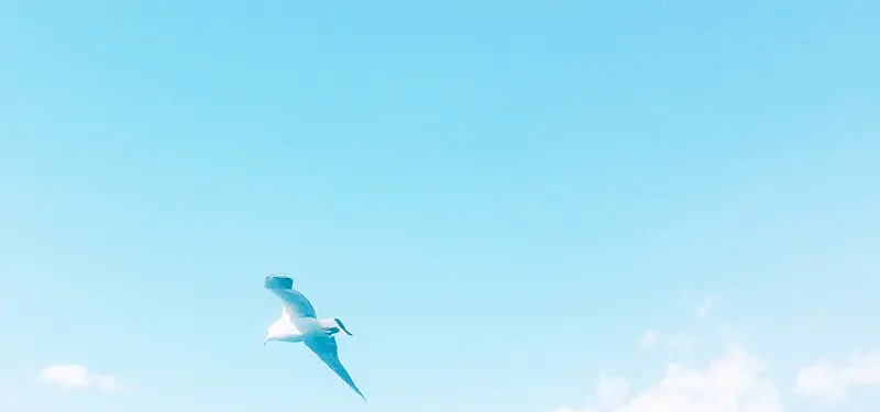 淡蓝色飞翔的鸟背景装饰